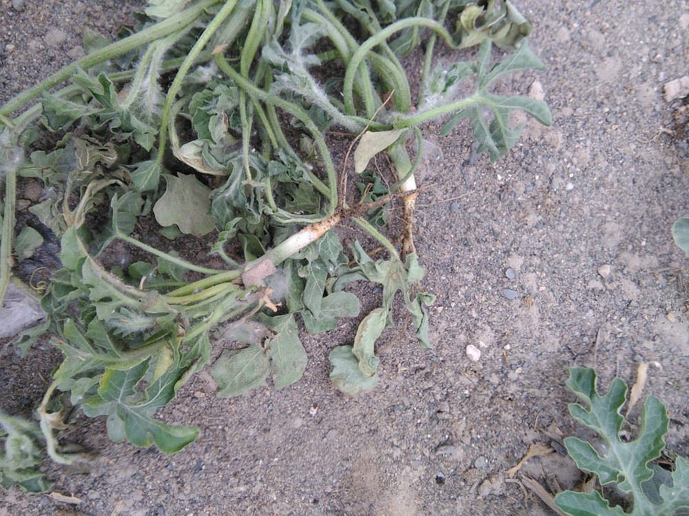 西瓜枯萎病的诊断与防治
