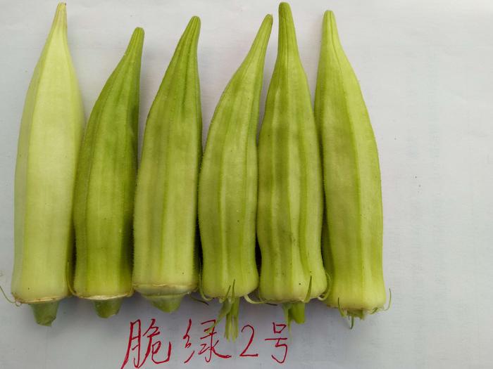 保健蔬菜秋葵新品种脆绿2号